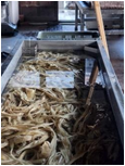 煮た楮を桶でさらす様子
